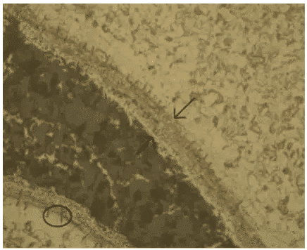 Observación microscópica